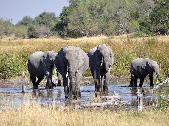 Botswana Safari to Victoria Falls